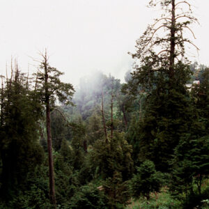 阿里山-MOFA109179CF-2020-12-SL00062-048