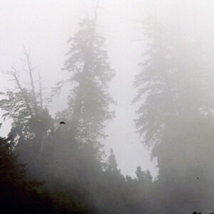 阿里山-MOFA109179CF-2020-12-SL00062-053