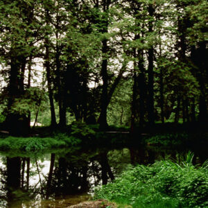 阿里山-MOFA109179CF-2020-12-SL00062-057