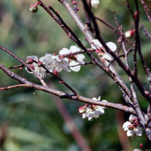 阿里山-MOFA109179CF-2020-12-SL00062-083