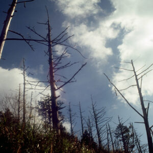 阿里山-MOFA109179CF-2020-12-SL00062-086