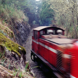 阿里山-MOFA109179CF-2020-12-SL00062-090