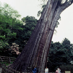 塔塔佳鞍部-MOFA109179CF-2020-12-SL00062-140