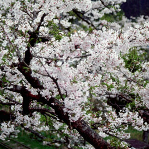 塔塔佳鞍部-MOFA109179CF-2020-12-SL00062-141