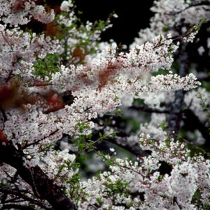 塔塔佳鞍部-MOFA109179CF-2020-12-SL00062-144