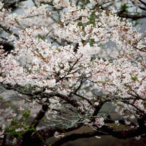 塔塔佳鞍部-MOFA109179CF-2020-12-SL00062-146