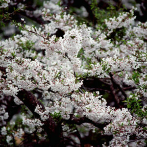 塔塔佳鞍部-MOFA109179CF-2020-12-SL00062-147