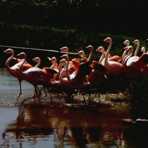 六福野生動物園-MOFA109179CF-2020-12-SL00064-001