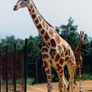 六福野生動物園-MOFA109179CF-2020-12-SL00064-005