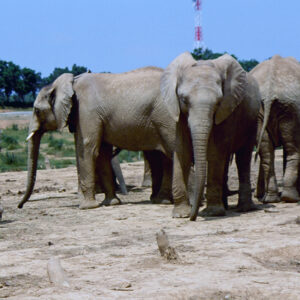 六福野生動物園-MOFA109179CF-2020-12-SL00064-006