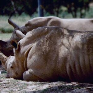 六福野生動物園-MOFA109179CF-2020-12-SL00064-007