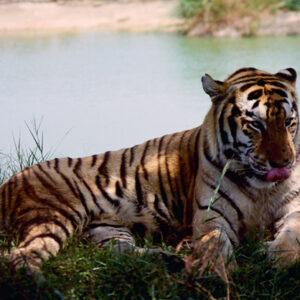 六福野生動物園-MOFA109179CF-2020-12-SL00064-008