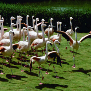 六福野生動物園-MOFA109179CF-2020-12-SL00064-009