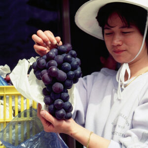 觀光果園-MOFA109179CF-2020-12-SL00064-013