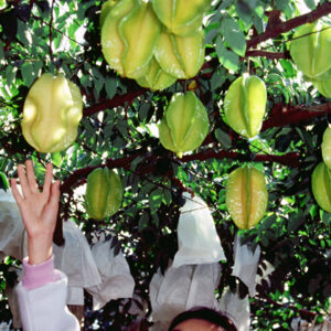 觀光果園-MOFA109179CF-2020-12-SL00064-014