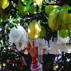 觀光果園-MOFA109179CF-2020-12-SL00064-015