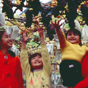 觀光果園-MOFA109179CF-2020-12-SL00064-016