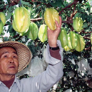 觀光果園-MOFA109179CF-2020-12-SL00064-017