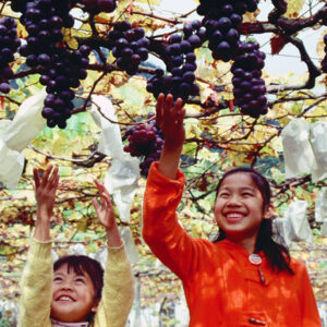 觀光果園-MOFA109179CF-2020-12-SL00064-018