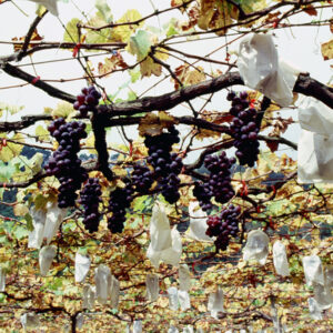 卓蘭觀光果園-MOFA109179CF-2020-12-SL00064-019