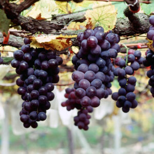 卓蘭觀光果園-MOFA109179CF-2020-12-SL00064-020