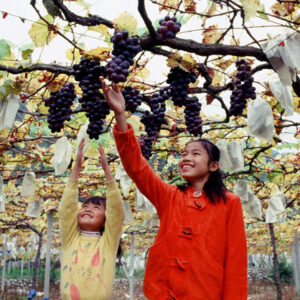 卓蘭觀光果園-MOFA109179CF-2020-12-SL00064-021