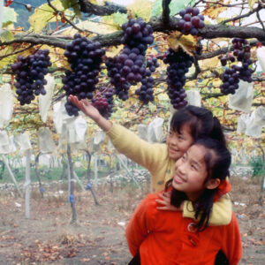 卓蘭觀光果園-MOFA109179CF-2020-12-SL00064-022