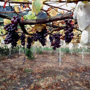 卓蘭觀光果園-MOFA109179CF-2020-12-SL00064-023