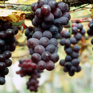 卓蘭觀光果園-MOFA109179CF-2020-12-SL00064-024