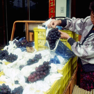 卓蘭觀光果園-MOFA109179CF-2020-12-SL00064-025