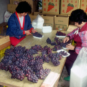 卓蘭觀光果園-MOFA109179CF-2020-12-SL00064-026