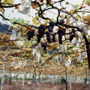 卓蘭觀光果園-MOFA109179CF-2020-12-SL00064-027