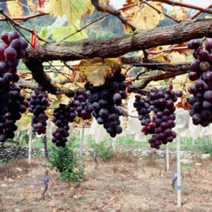 卓蘭觀光果園-MOFA109179CF-2020-12-SL00064-028