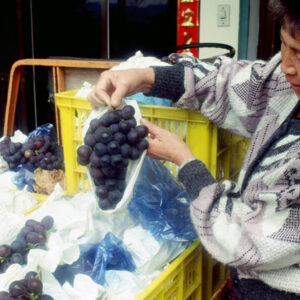 卓蘭觀光果園-MOFA109179CF-2020-12-SL00064-029