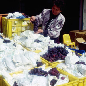 卓蘭觀光果園-MOFA109179CF-2020-12-SL00064-030