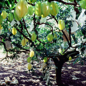 卓蘭觀光果園-MOFA109179CF-2020-12-SL00064-036