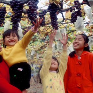 卓蘭觀光果園-MOFA109179CF-2020-12-SL00064-039