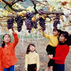 卓蘭觀光果園-MOFA109179CF-2020-12-SL00064-042