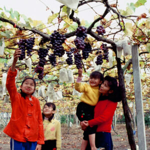 卓蘭觀光果園-MOFA109179CF-2020-12-SL00064-047