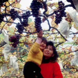 卓蘭觀光果園-MOFA109179CF-2020-12-SL00064-048