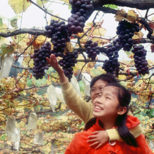 卓蘭觀光果園-MOFA109179CF-2020-12-SL00064-049