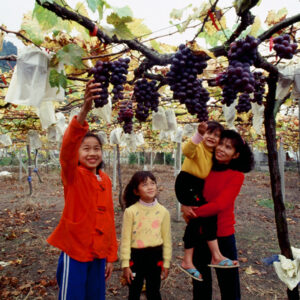 卓蘭觀光果園-MOFA109179CF-2020-12-SL00064-050