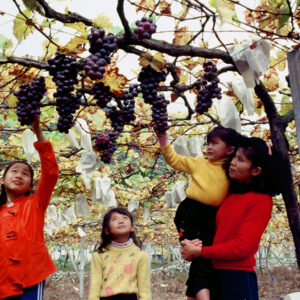 卓蘭觀光果園-MOFA109179CF-2020-12-SL00064-051