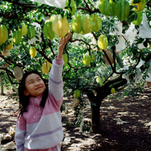 卓蘭觀光果園-MOFA109179CF-2020-12-SL00064-053