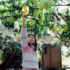 卓蘭觀光果園-MOFA109179CF-2020-12-SL00064-054