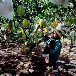 卓蘭觀光果園-MOFA109179CF-2020-12-SL00064-055