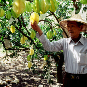 卓蘭觀光果園-MOFA109179CF-2020-12-SL00064-058