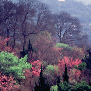 照片資料檔案-MOFA109179CF-2020-12-SL00076-042