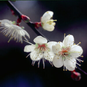 照片資料檔案-MOFA109179CF-2020-12-SL00076-043