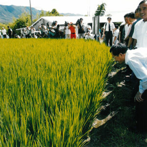 參觀邱垂昌之池上冠軍有機米稻田 台東縣-陳總統活動照片-MOFA109179CF-2020-12-PH00020-058